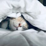 Sleep - white cat sleeps under white comforter
