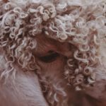 Acts Of Kindness - Curly-haired White Lamb